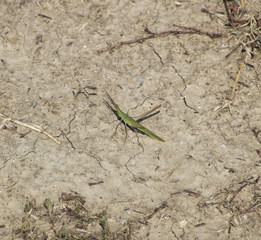 Green grasshopper on the ground. Orthoptera insect
