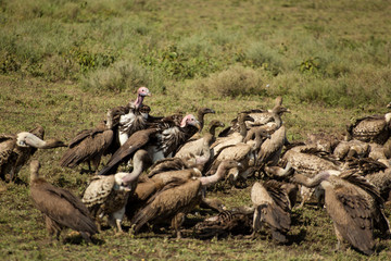 Different species of vultures and hawks fighting for food on a fresh corps