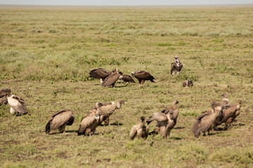 Different species of vultures and hawks fighting for food on a fresh corps