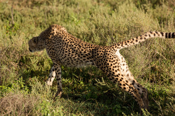 Lazy cheetah stretching in the African savannah