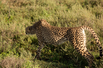 Lazy cheetah stretching in the African savannah