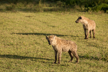 Cute baby hyena in the African savannah