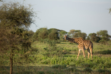 Mom and baby giraffe in their natural environment, natural park in Africa