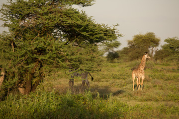 Naklejka na ściany i meble Giraffe young family in the African savannah