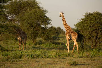 Giraffe young family in the African savannah