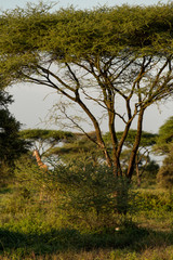 Giraffe young family in the African savannah