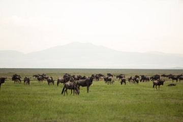 Incredible wildlife landscape in the african savanna