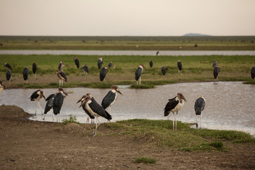 Fototapeta na wymiar Marabou storks in a lake from the african savanna