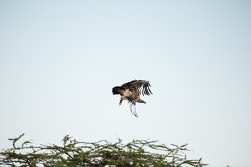 Different species of vultures in the african savanna