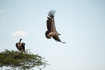 Different species of vultures in the african savanna