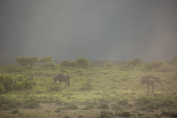Incredible wildlife landscape in the african savanna