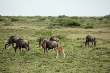 Naklejka na ściany i meble Wildebeest in the African savannah