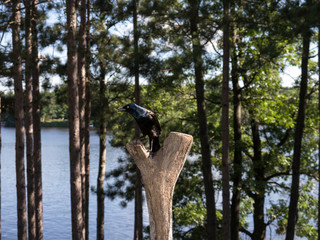 Common Grackle on tree stump by lake