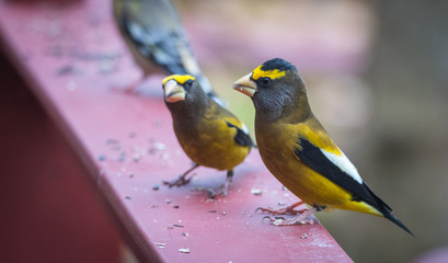 Fototapeta premium Yellow branded Evening Grosbeaks (Coccothraustes vespertinus) on a deck having seed lunch. Heavyset finch in northern coniferous forests, adds splash of color to winter bird feeders every few years.