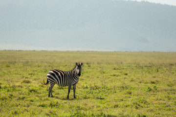 Naklejka premium Gorgeous zebra in National Parc, Africa 