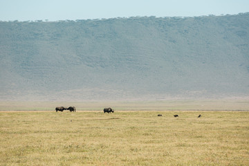 Fototapeta na wymiar Incredible wildlife landscape in the african savanna