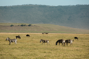 Gorgeous zebra in National Parc, Africa