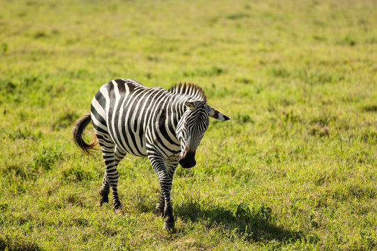 Gorgeous zebra in National Parc, Africa 