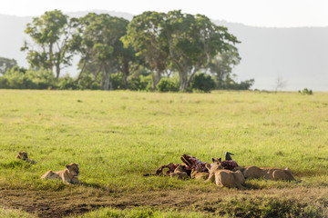 Family of lions after breakfast in the african savanna