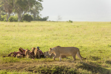 Fototapeta na wymiar Family of lions after breakfast in the african savanna