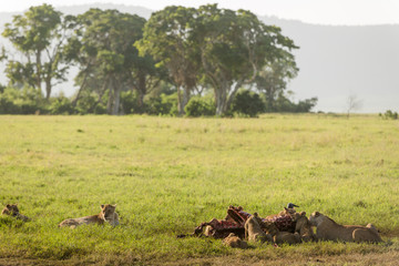 Naklejka na ściany i meble Wildlife in the african savanna family of lions eating after hunt