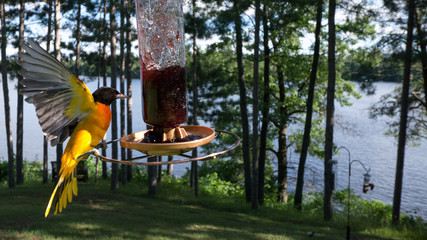 Baltimore Oriole at grape jelly feeder by lake