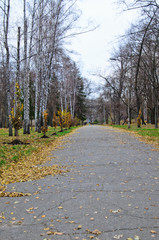 Alley in city park on autumn