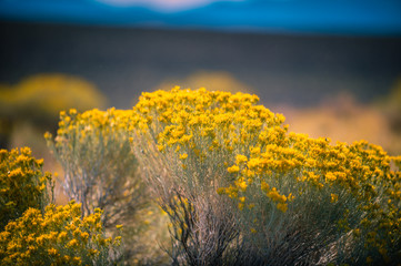 Carson Valley