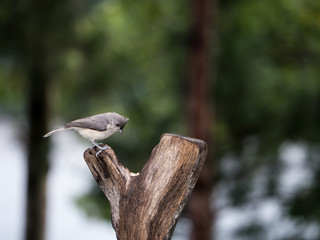 Fototapeta premium Tufted Titmouse on tree stump feeding