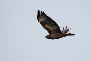 Common Buzzard, Buteo buteo