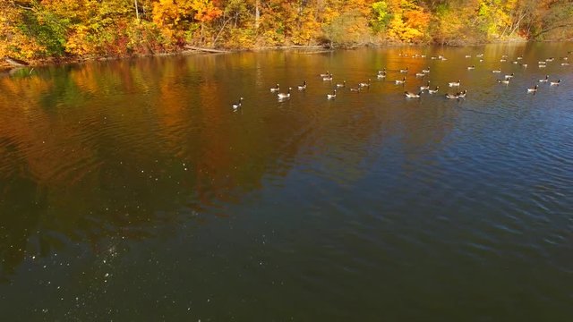 Flock of Geese Swimming Amid Colorful Autumn Scenery
