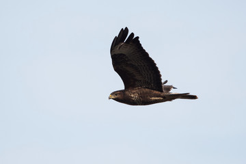 Common Buzzard, Buteo buteo