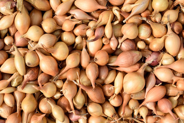 Seed Onions Shot Overhead