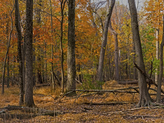 Autumn in the Woods-James McFaul Environmental Center