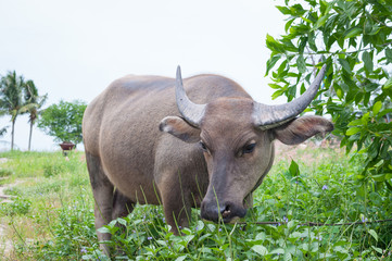 Thai buffalo 