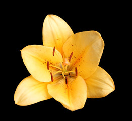 Fototapeta na wymiar Beautiful yellow lily on black background