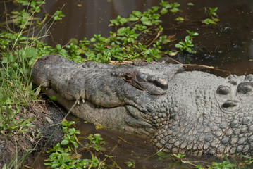 Obraz premium crocodile partially submerged in water