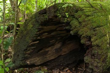 hollow moss covered log