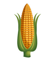 fresh corn vegetable isolated icon vector illustration design