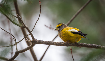 Fototapeta premium Yellow, black & white colored Evening Grosbeak (Coccothraustes vespertinus) on a tree branch. Heavyset finch in northern coniferous forests, adds a splash of color to winter every few years.