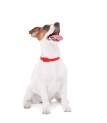 Jack Russell Terrier, isolated on white