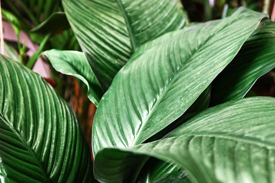 Fototapeta Plant with big green leaves, closeup