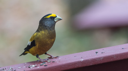 Yellow branded Evening Grosbeaks (Coccothraustes vespertinus)  on a deck having seed lunch. Heavyset finch in northern coniferous forests, adds splash of color to winter bird feeders every few years.