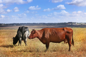 Cows grazing on farm