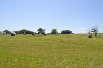 Rolls of hay in s field after the harvest on a sunny day