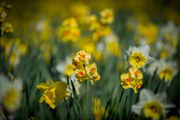 Daffodils