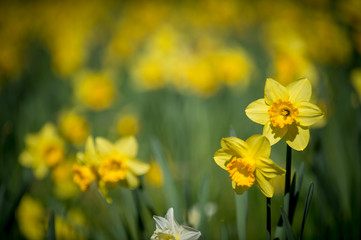 Daffodils