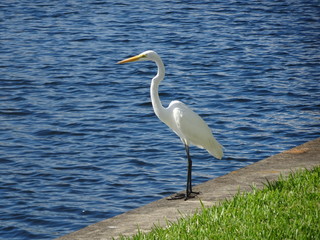white ibis standing on a sea wall