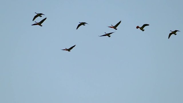 Flock of Graceful Canadian Geese Flying in Slow Motion.
