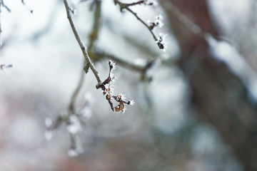 Close up view of tree branch covered with hoarfrost